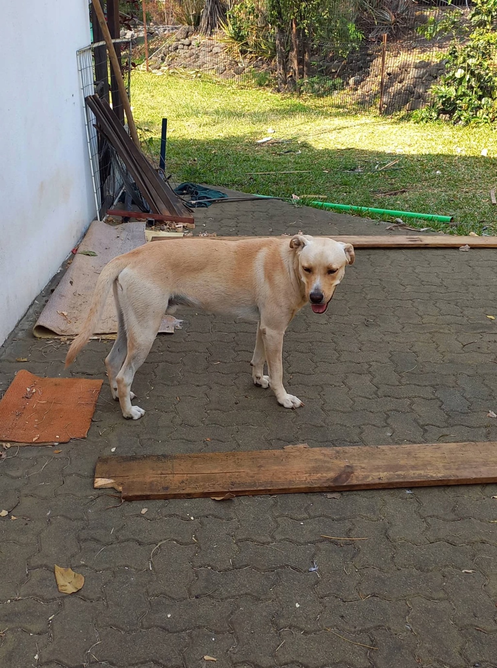 OSLO, chien mâle beige, croisé labrador de un peu plus d'1 an pour 25 Kg (Naissance 01/06/2021) 31220910