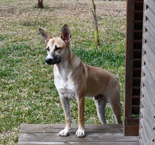 LOULOU, chien mâle beige, 9,5 mois, 15,8 Kg - Marrainé par Giulia - Réservé à Inès 31245610