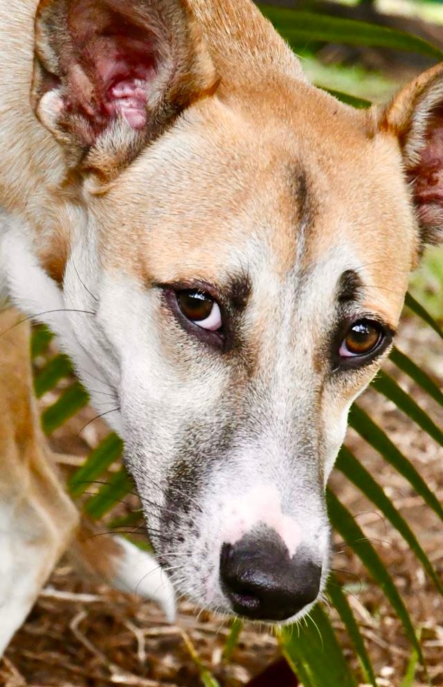 LOULOU, chien mâle beige, 9,5 mois, 15,8 Kg - Marrainé par Giulia - Réservé à Inès 31248010