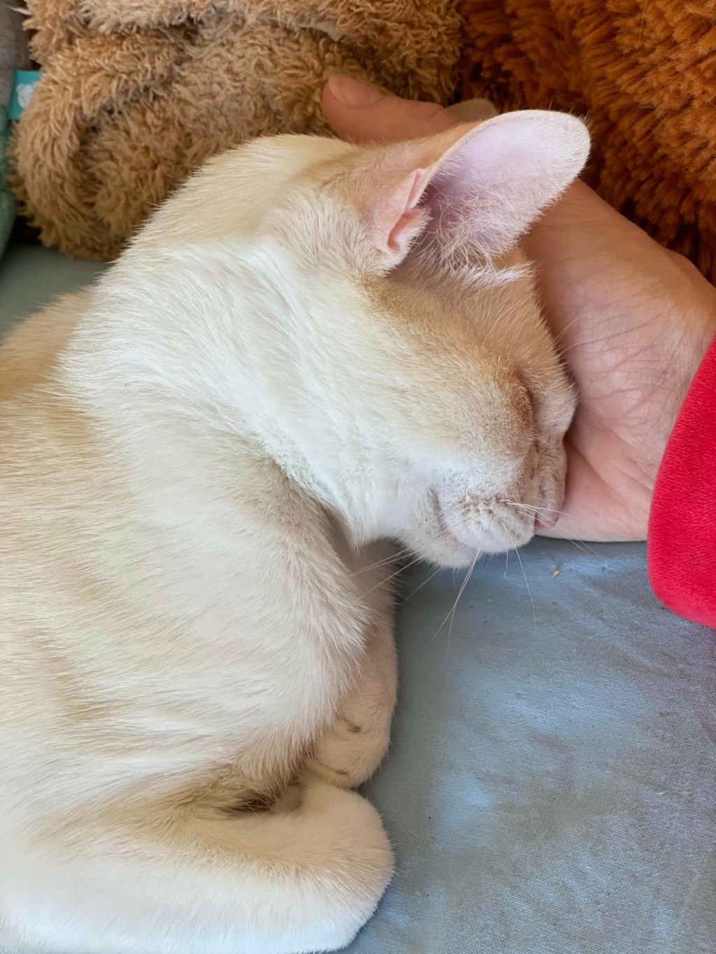 COTON, chaton mâle blanc de 8 mois (Naissance : 14/02/22) 31493010