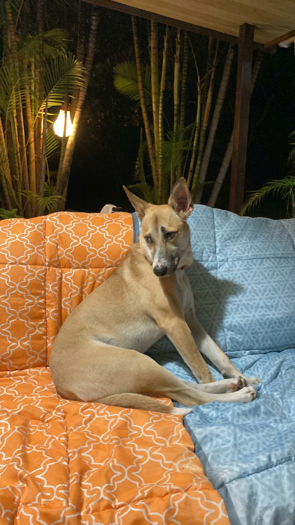 LOULOU, chien mâle beige, 9,5 mois, 15,8 Kg - Marrainé par Giulia - Réservé à Inès 31501411