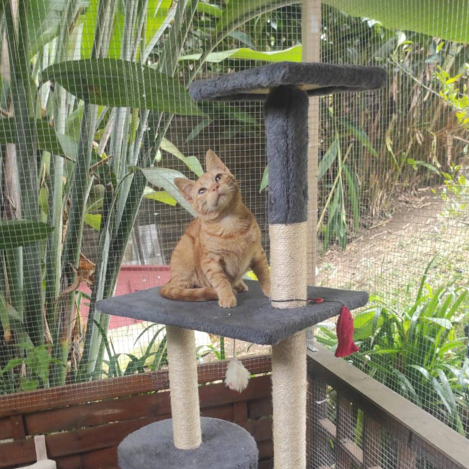 LILOW, chaton femelle rousse, 5 mois (Naissance : 01/07/2022)-Réservée à Lucie 31551910
