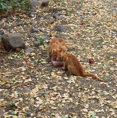 LILOW, chaton femelle rousse, 5 mois (Naissance : 01/07/2022)-Réservée à Lucie 31552212