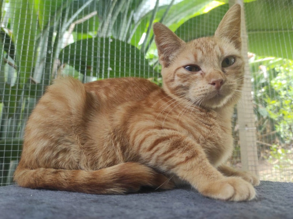 LILOW, chaton femelle rousse, 5 mois (Naissance : 01/07/2022)-Réservée à Lucie 31552710