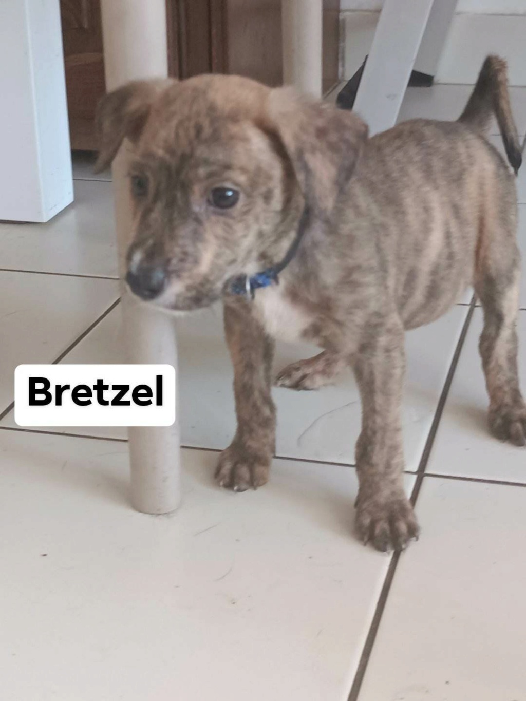 BRETZEL, chiot mâle, 3 mois, 4,6 Kg  (Naissance : 27/09/2022)-Réservé par Aurélie et Jean-François 31603710