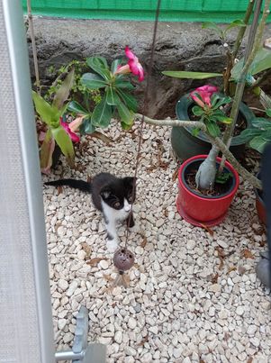 TARA, chaton femelle noire et blanche, 2,5 mois (Naissance : 14/09/22)-Réservée à Camille et Flora 31760610