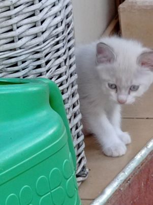 LILY, chaton femelle blanche, 2,5 mois- Réservée avec Zoé à Anne-Sophie et sa famille  31795710