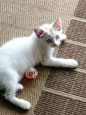 LILY, chaton femelle blanche, 2,5 mois- Réservée avec Zoé à Anne-Sophie et sa famille  31807810