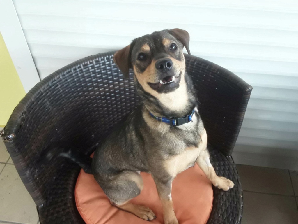 LULU, chiot femelle de 9 mois environ pour 13 Kg (Naissance : 01/04/2022)- Marrainée par Steffi 31832310