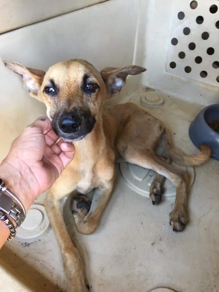 JACKPOT, jeune chien marron de 10 mois Img_0313