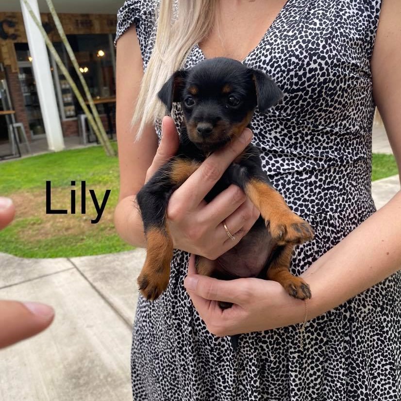 LILY Lily10