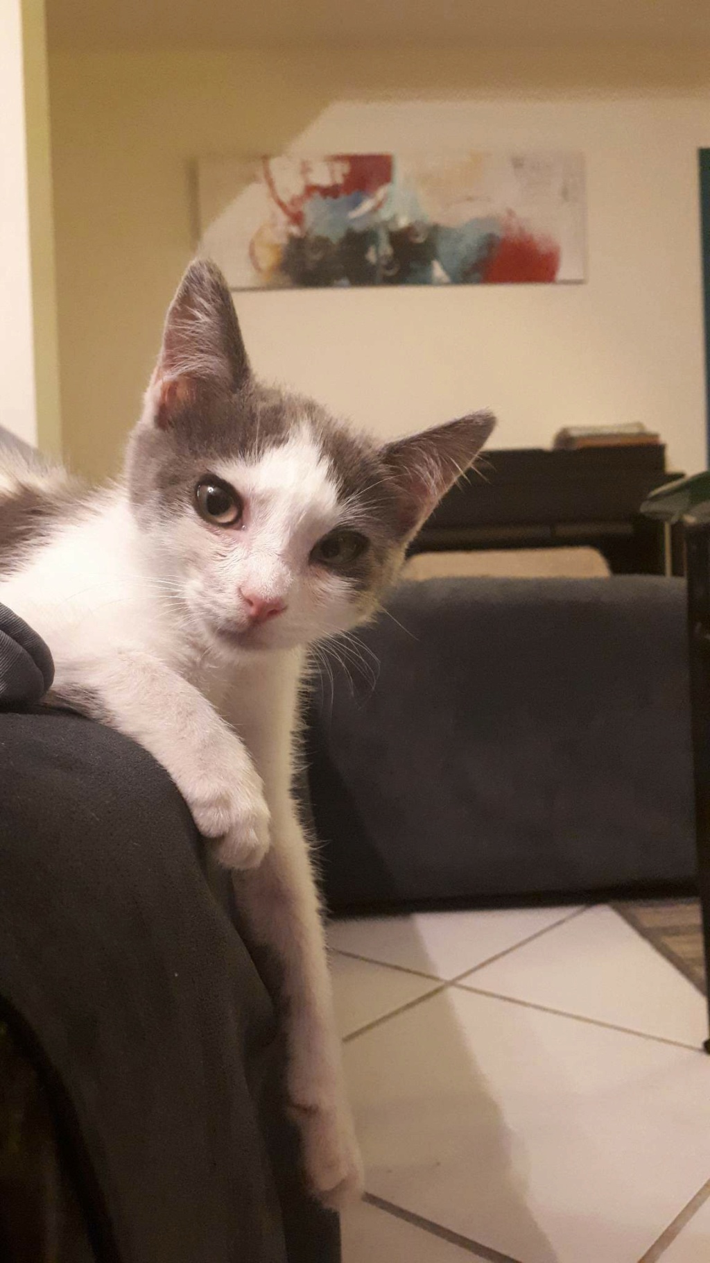 BLAISE, chaton mâle blanc et gris, 4 mois (Naissance : 01/09/2022) - Réservé à Alexandra Recei228