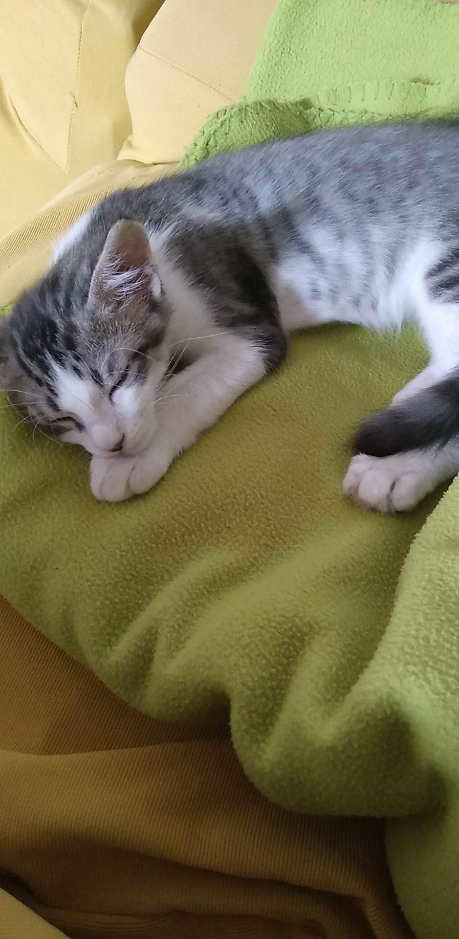 TAO, chaton mâle blanc et gris, 3 mois (Naissance : 14/10/22) - Réservé à Élise Recei312