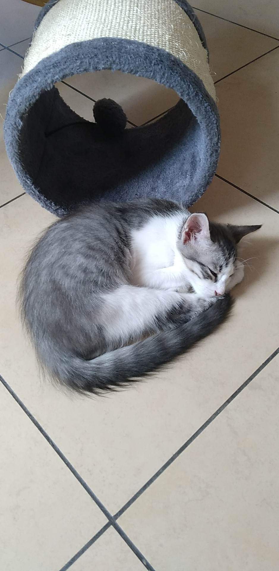 TAO, chaton mâle blanc et gris, 3 mois (Naissance : 14/10/22) - Réservé à Élise Recei321