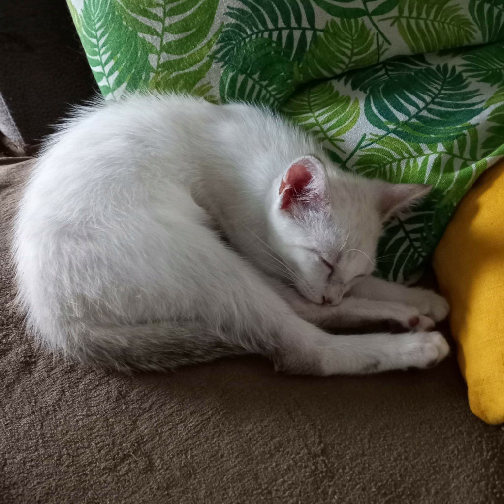 NUTS, chaton mâle blanc, 3 mois (Naissance : 01/10/2022) - Réservé à Camille Recei367