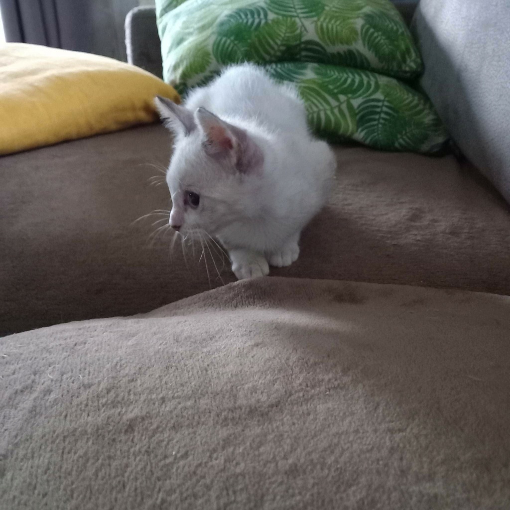 NUTS, chaton mâle blanc, 3 mois (Naissance : 01/10/2022) - Réservé à Camille Recei368