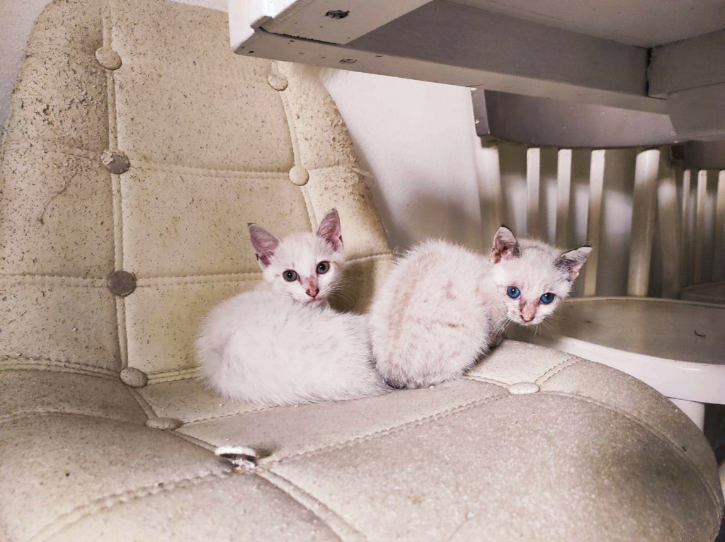 NUTS, chaton mâle blanc, 3 mois (Naissance : 01/10/2022) - Réservé à Camille Receiv71