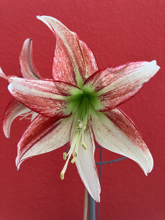 Amaryllisgewächse - Amaryllidaceae (Hippeastrum, Clivia, Nerine, Amaryllis, Agapanthus, Allium, Narcissus & Co.) - Teil 2 - Seite 2 2024-010