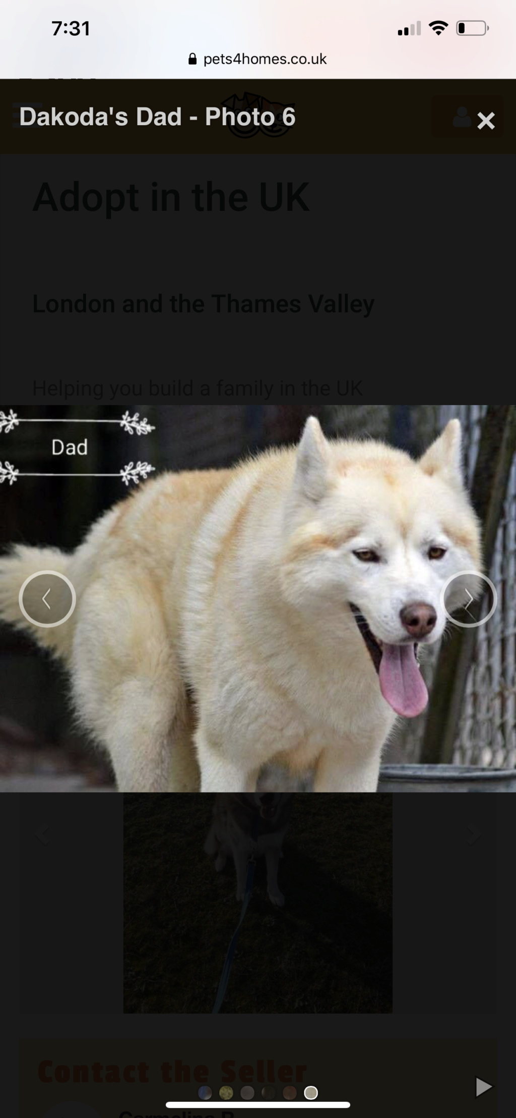 What Colour Is My husky pup E7850310