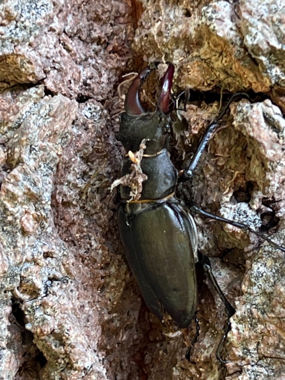 [Lucanus cervus] Aide identification 6ae52c10