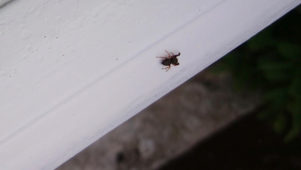 [Salticidae] Identification : insecte ou araignée ? Dsc_0111