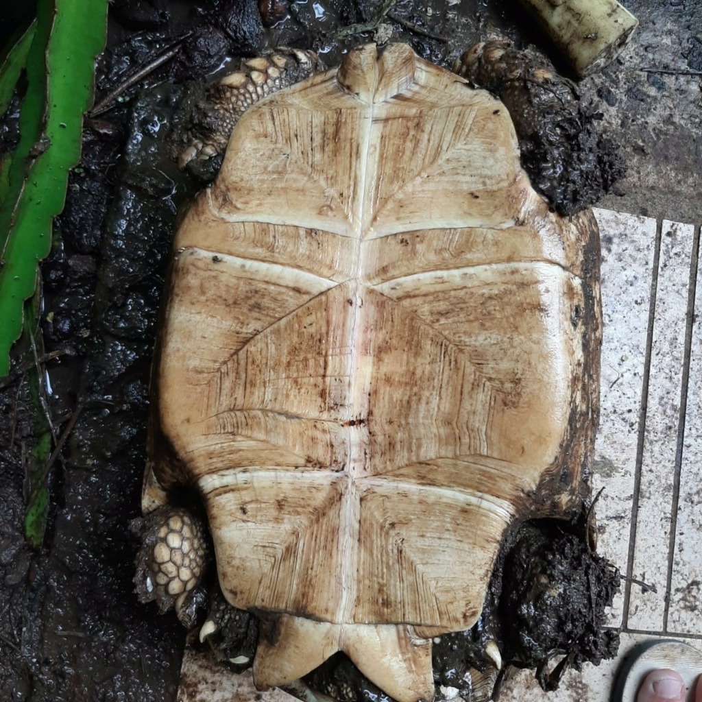 identification tortue Thumbn11