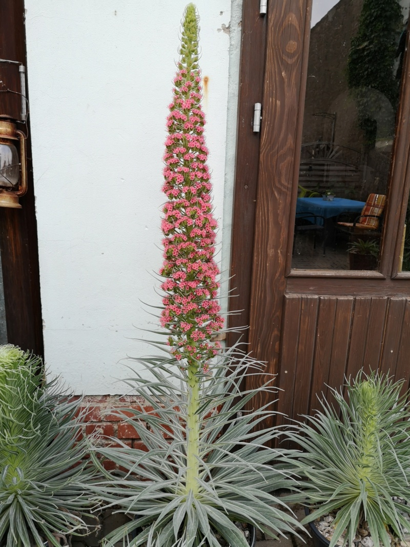 Echium wildpretii - Seite 14 Img_2017