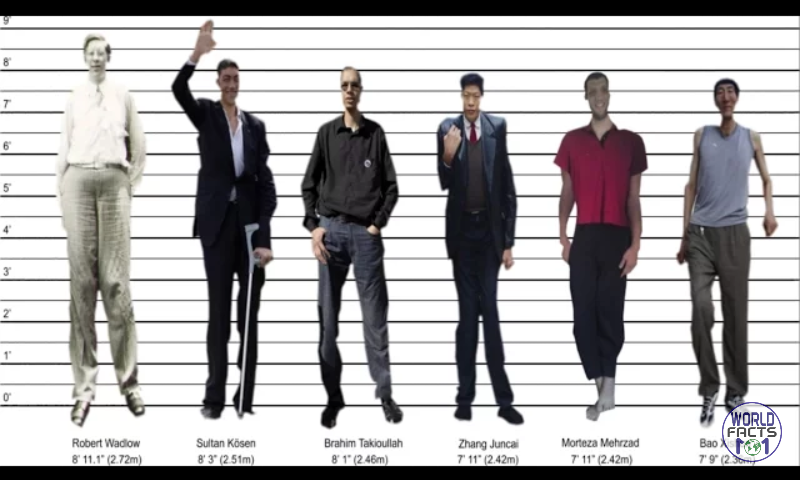 ¿Cuánto mide Robert Wadlow? - Altura - Real height - Página 3 Screen10