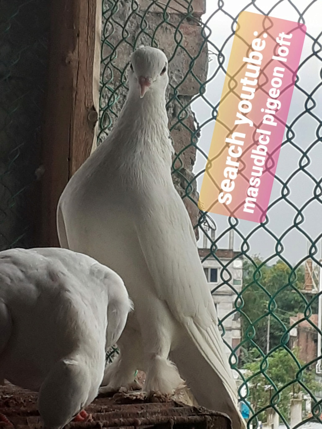 Do you love white pigeon? Pigeon12