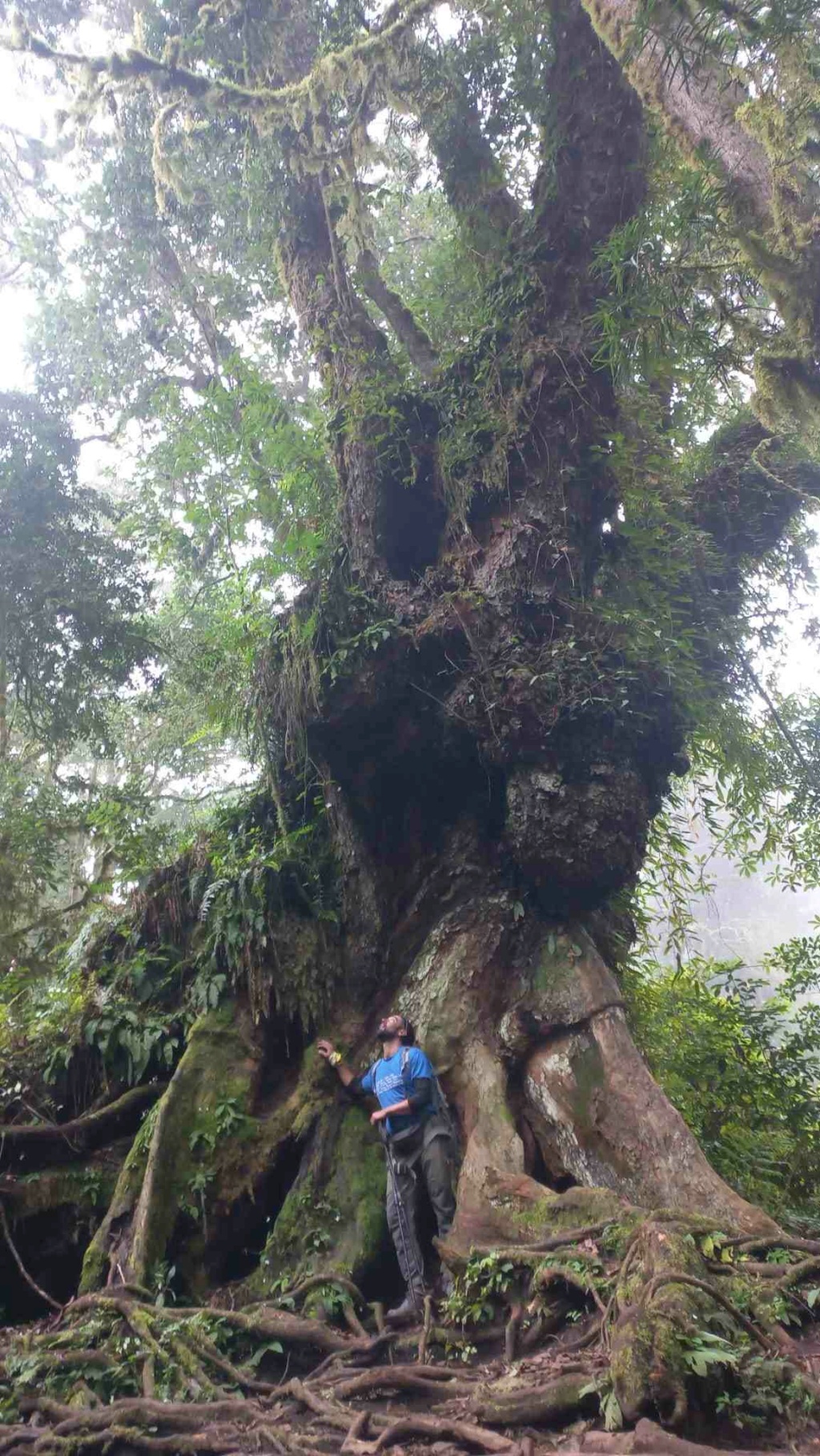 estuve en Tanzania y me llamo la atención este árbol ¿que especie sera? Img-2012