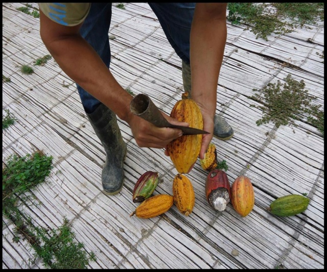 HERRAMIENTAS PARA ABRIR LOS FRUTOS DEL CACAO Fff14