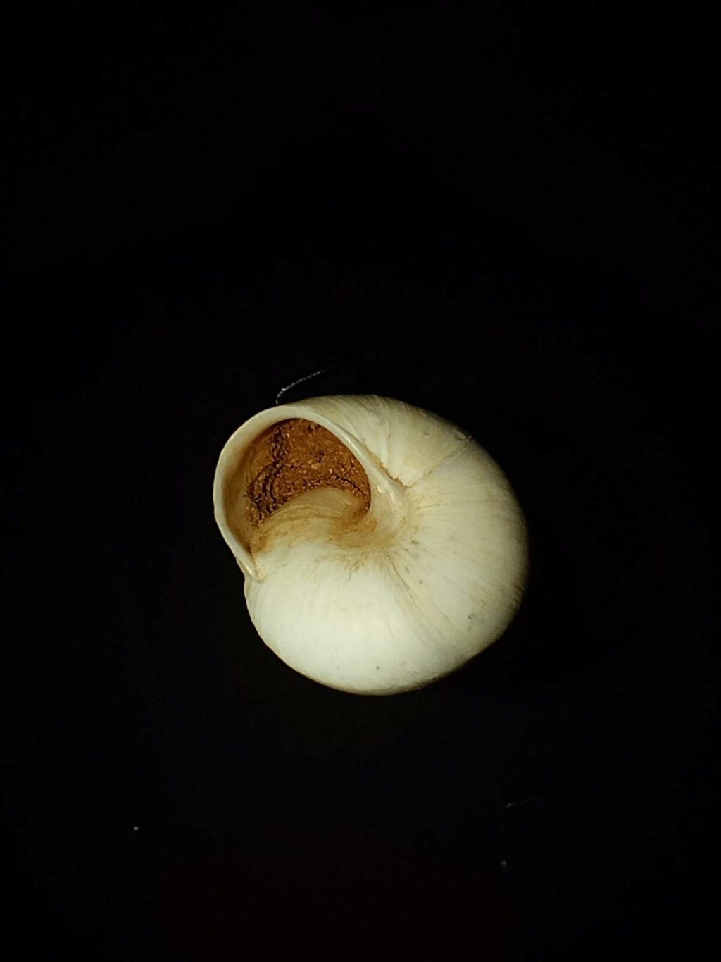 Identifié : Sphincterochilla candidissima (Draparnaud, 1801) Sphinc13