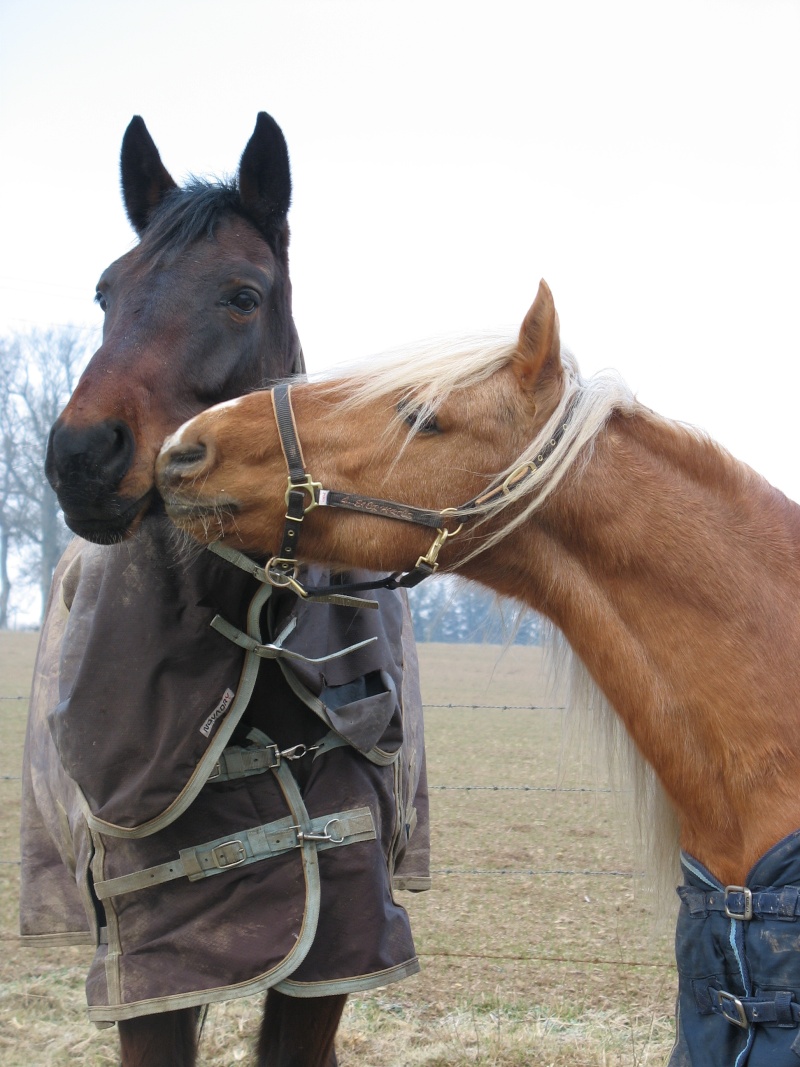 Etalon poney C palomino dor, saillies  rserver (dept 14) Img_1627