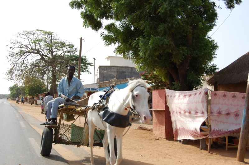  - Sénégal, Mbour, journée du 27 décembre 2008 Dsc_0435