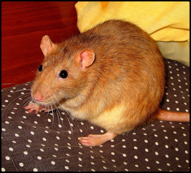 [recherche] photo de rat pour projet de bac - Page 3 Sssf10