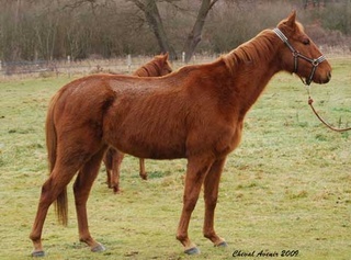 Morin , hongre PS de 5 ans - Adopté par Sandrine le 270309 Morin110