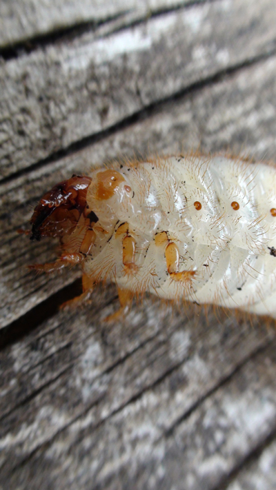 larves de hannetons Larve_10