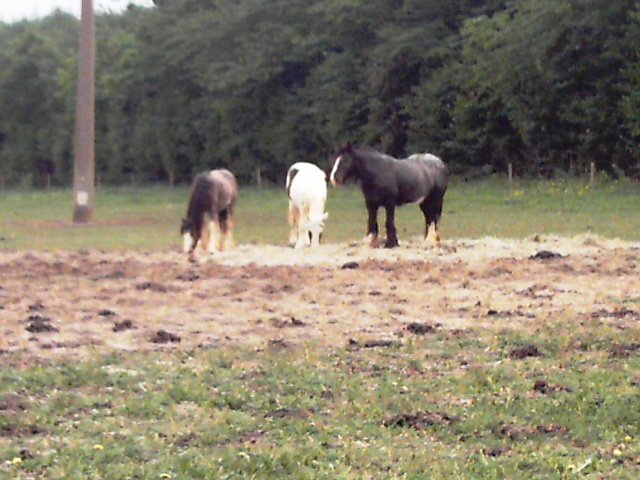 Concours GCS 29 mai 2010 au Vallon... quels chevaux ?? Reco0735