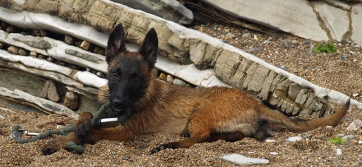 Erine de Karysha dite Eaven (Malinois) - Page 2 520