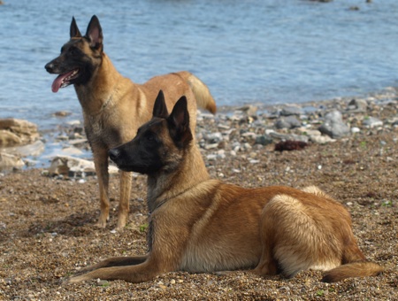 Erine de Karysha dite Eaven (Malinois) - Page 2 815