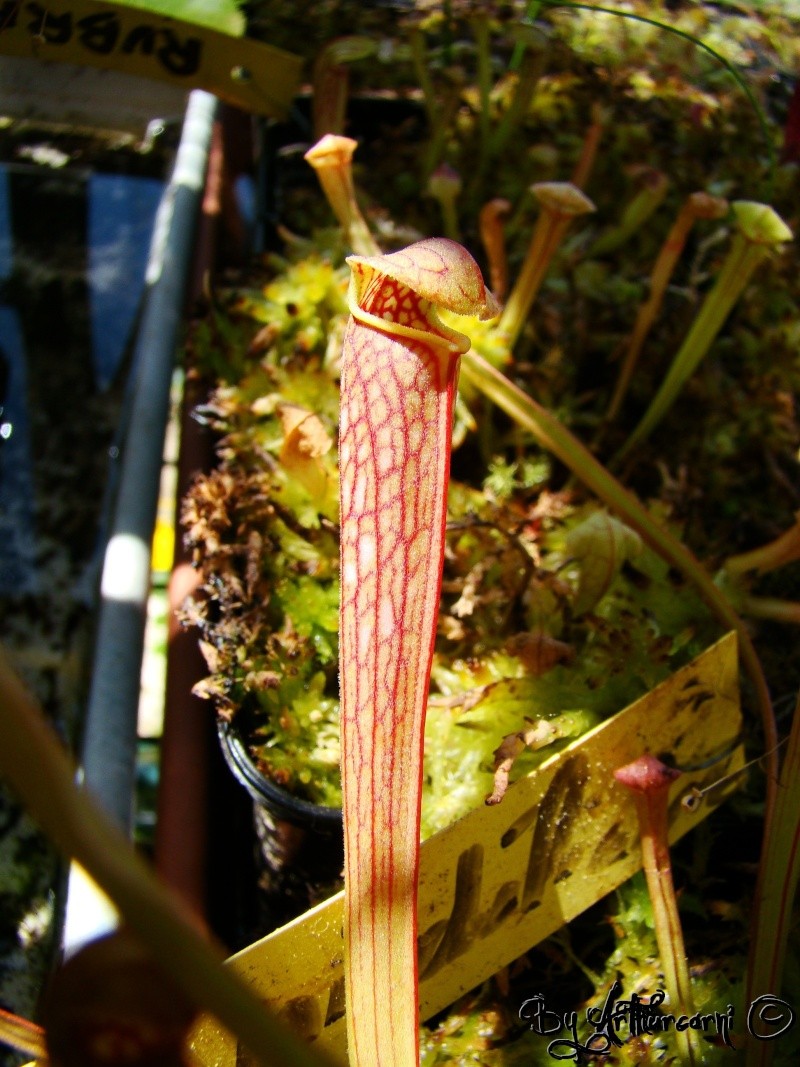 Photos de printemps, partie 2, Sarracenia & dionaea -x_rea10