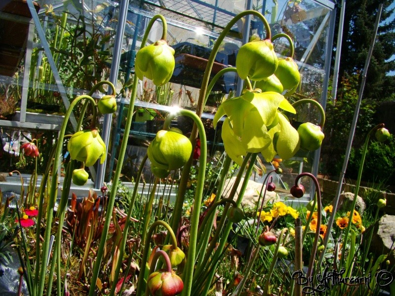 Photos de printemps, partie 2, Sarracenia & dionaea Beauco10