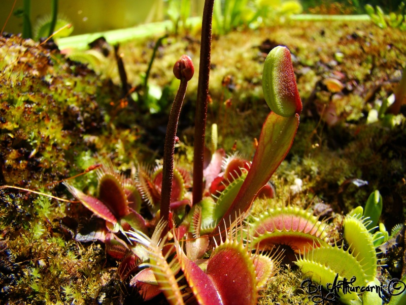 Photos de printemps, partie 2, Sarracenia & dionaea Dc01-a10