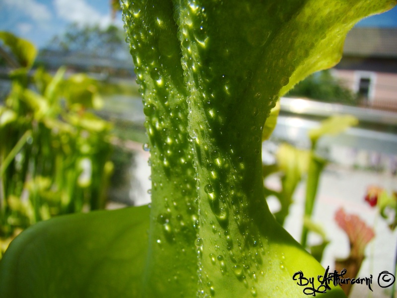 Photos de printemps, partie 2, Sarracenia & dionaea Fm01_v11