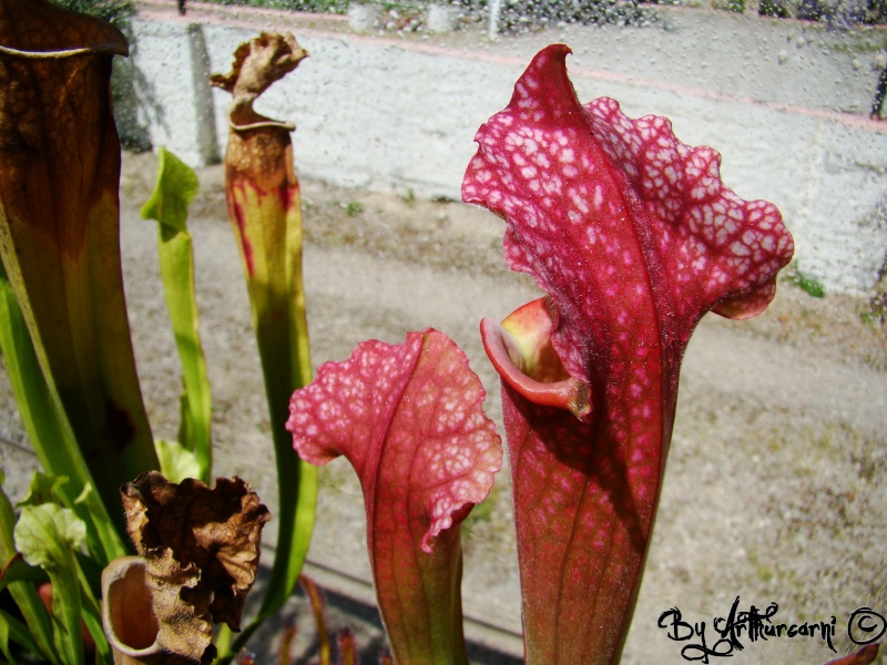 Photos de printemps, partie 2, Sarracenia & dionaea H10-ju11