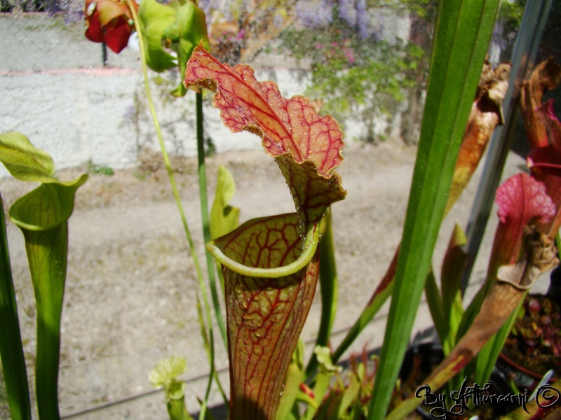 Photos de printemps, partie 2, Sarracenia & dionaea H29-da10