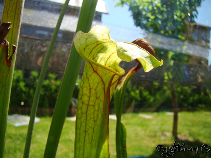 Photos de printemps, partie 2, Sarracenia & dionaea H36-le12