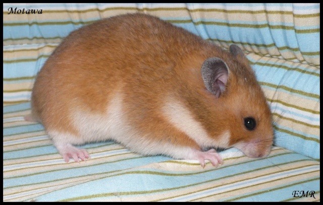 Hamsters syriens et hamsters campbell P1110012