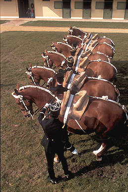 Les chevaux du Cadre Noir de Saumur à Lens 117