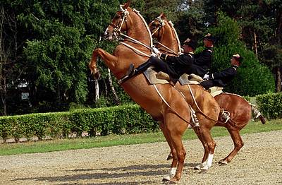 Les chevaux du Cadre Noir de Saumur à Lens 120